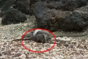 பாம்புகளின் வாயில் சிக்கி உயிர் தப்பித்த உடும்பு - வைரல் வீடியோ