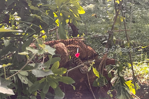பொறியில் சிக்கியிருந்த சிறுத்தை உயிருடன் மீட்பு | Leopard Trapped In Trap Rescued Alive