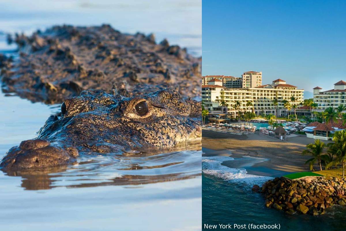 crocodile kill 28 year man in mexico