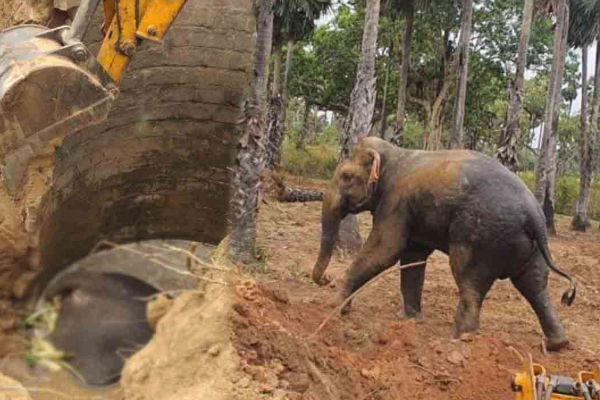 கிணற்றில் தவறி வீழ்ந்த இரு யானைகள்: ஒரு யானை உயிரிழப்பு | Two Elephants Fall Into A Well One Elephant Dies