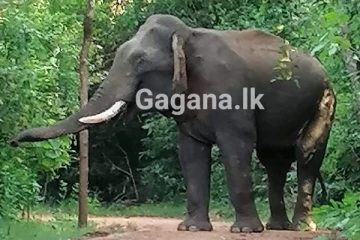 "ඒක දන්ත" ඝාතන සැලසුම එළියට එයි..