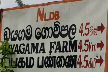 தேசிய கால்நடை பண்ணையில் தொழில் புரியும் 32 பேருக்கு கோவிட் தொற்று உறுதி