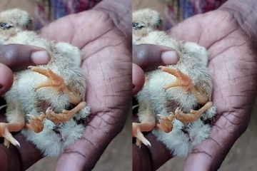 யாழில் அதிசய கோழிக்குஞ்சு -பார்க்க படையெடுக்கும் மக்கள்
