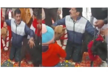 ஆண் நாய்க்கும், பெண் நாய்க்கும் கோலாகலமாக நடந்த திருமணம் - வைரலாகும் வீடியோ..!