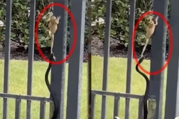 தவளையை உணவாக்க போராடும் பாம்பு! திகிலான போராட்டத்தில் கடைசி நடந்தது என்ன?