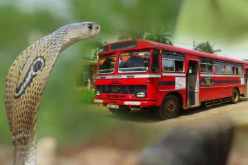 யாழிலிருந்து வவுனியா சென்ற பேருந்துக்குள் பரபரப்பை ஏற்படுத்திய பாம்பு