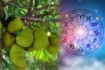 செல்வ செழிப்புடன் வாழ வேண்டுமா? உடனே பலா மரத்தை இந்த திசையில் நடவும்