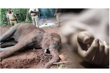 யானையை வேட்டையாடிய குற்றம் சாட்டப்பட்ட 60 வயது முதியவர் காவலில் மர்ம மரணம்... - 15 வன அதிகாரிகள் கைது...!