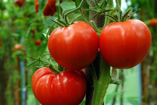 எடை குறைப்புக்கு சிறந்த காய்கறி | Best Vegetable For Weight Loss