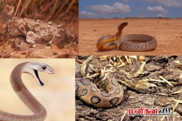 உலகின் கொடிய விஷம் கொண்ட பாம்புகள்: நூறு பேரை கொல்லுமாம்