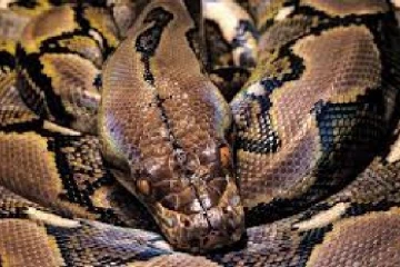 பாம்பு கடத்திய கனேடியருக்கு அமெரிக்க நீதிமன்றில் சிறைத்தண்டனை