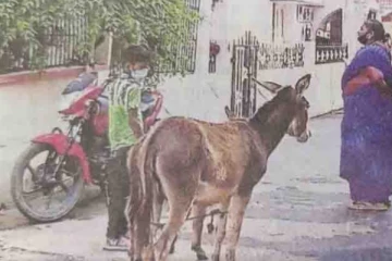 கொரோனாவை விரட்ட வீடு வீடாகச் செல்லும் கழுதைகள்!