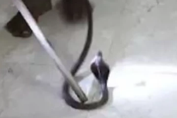 ஏசிக்குள் பதுங்கியிருந்த நல்ல பாம்பு - கையை விட்ட முதியவர் பரிதாப பலி