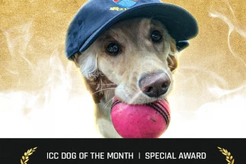 கலாட்டா நாய்க்கு ஐசிசி விருது: விநோத அறிவிப்பின் பின்னணி என்ன?