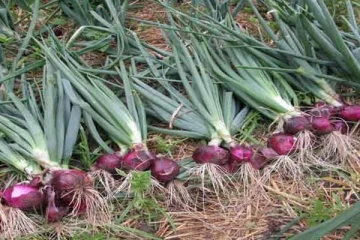 பெரிய வெங்காய அறுவடை ஆரம்பம்; விவசாயிகள் விடுத்த கோரிக்கை