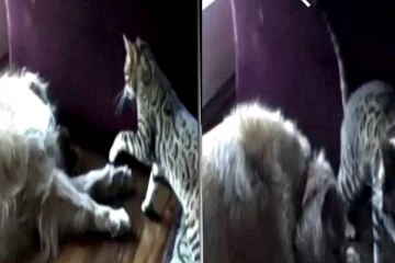 படுத்திருக்கும் நாயை சண்டைக்கு இழுக்கும் பூனை! வியந்து பார்க்கும் நெட்டிசன்கள்