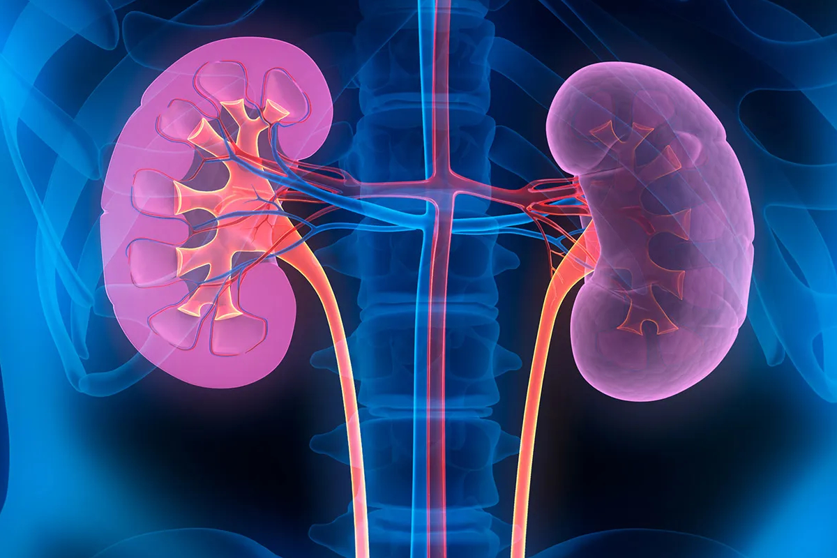 இலங்கையில் 10% ஆனோர் சிறுநீரக நோயினால் பாதிப்பு! | Sri Lanka Elder Affected By Kidney Disease இலங்கையில் 10% ஆனோர் சிறுநீரக நோயினால் பாதிப்பு! | Sri Lanka Elder Affected By Kidney Disease