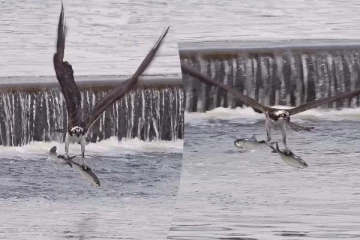 கடலுக்குள் மூழ்கிய கழுகு: இரண்டு ராட்சத மீனை பிடித்து செல்லும் த்ரில் காட்சி