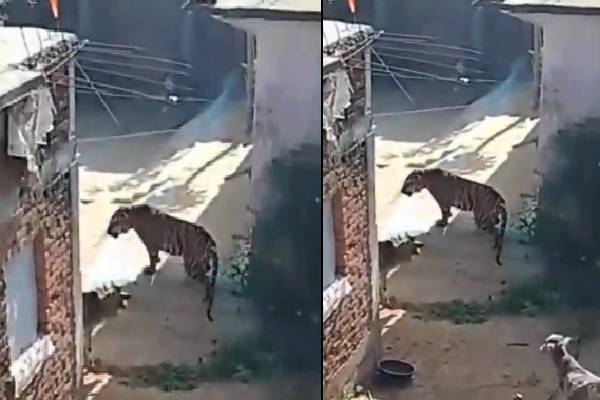 கிராமத்திற்குள் நுழைந்த புலி... கட்டிலில் ஒய்யாரமாக அமர்ந்த பதரவைக்கும் காட்சி! | Tiger Entered Attacked A Person And Sat On A Bed