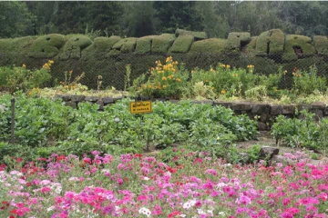 கொடைக்கானல் பிரையண்ட் பூங்காவில் பூத்துகுலுங்கும் வண்ண மலர்கள்