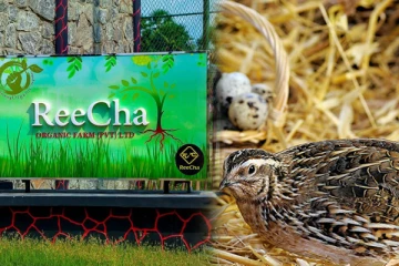 Reechaவில் 2000 காடைக் குஞ்சுகளா! வியக்கவைக்கும் சுற்றுலா தளம்