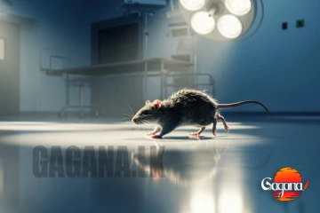 සැත්කමකට මැදිවුණු අමුතු අමුත්තා - රත්නපුරේ මීයෙක්