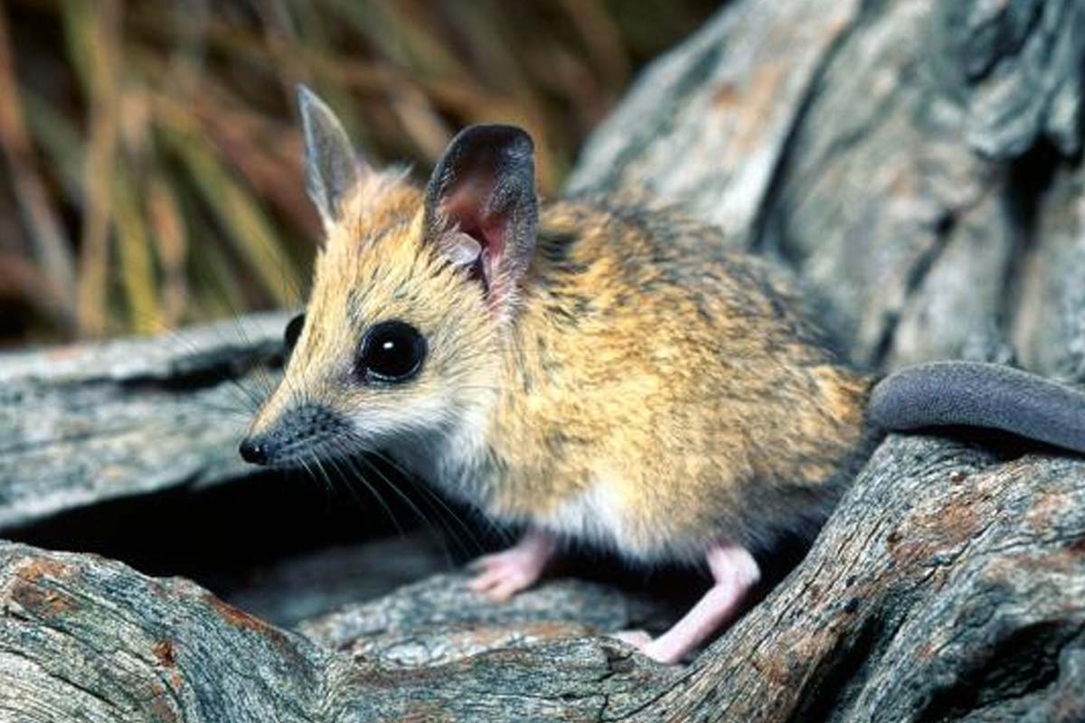 வெறும் 11 நாட்களில் இனப்பெருக்கும் உயிரினம்! பலரும் அறியாத உண்மை | This Animal Reproduce In 11 Days வெறும் 11 நாட்களில் இனப்பெருக்கும் உயிரினம்! பலரும் அறியாத உண்மை | This Animal Reproduce In 11 Days