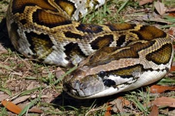 அமெரிக்காவில் இளைஞரின் கழுத்தை நெரித்த பாம்பு; வெளியான பகீர் தகவல்!