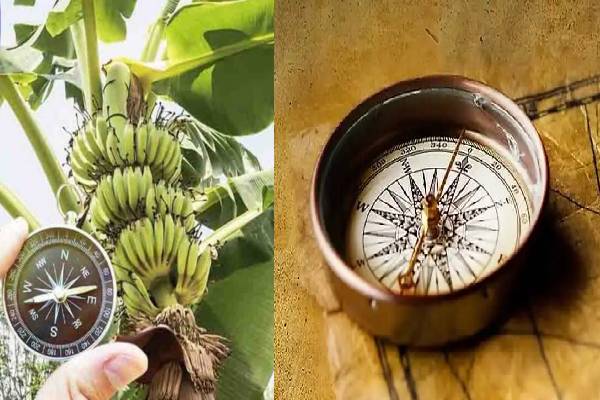 வாஸ்து: லட்சுமியின் அம்சமான வாழைமரம் - வீட்டின் எத்திசையில் வைக்க வேண்டும்? | Vastu Planting A Banana Tree At Home