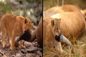 viral video: சிங்கத்துக்கே ஆட்டம் காட்டும் குட்டி... களிப்பூட்டும் காட்சி