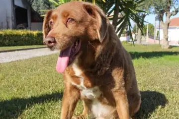 கின்னஸ் சாதனை புத்தக்கத்தில் இடம்பிடித்த நாய்!