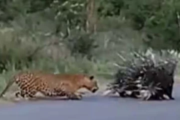 குட்டியை வேட்டையாட வந்த சிறுத்தையை தெறிக்கவிட்ட முள்ளம்பன்றி! வைரல் காட்சி