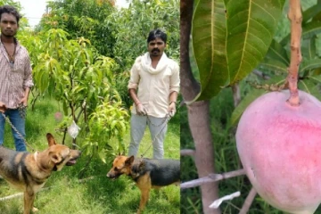 ஒரு மாம்பழ மரத்துக்கு காவலாக 6 நாய்கள்! அப்படி என்ன அந்த மாம்பழ மரத்தில் ஸ்பெஷல் இருக்கு?