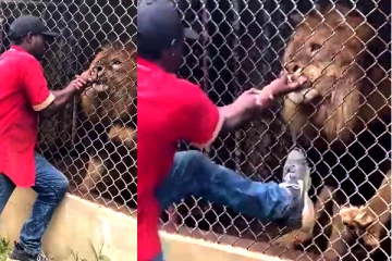 சிங்கத்தை வெறுப்பேற்றி விளையாடிய நபருக்கு நேர்ந்த பரிதாபம்! வைரலாகும் வீடியோ