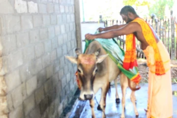 நாடளாவிய ரீதியில் இடம்பெற்ற உழவர் திருநாளான மாட்டுப் பொங்கல்! (Video)