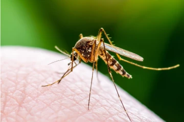 ஒன்டாரியோவில் இந்த வருடம் நுளம்பு பரவல் கடுமையாக இருக்கலாம்