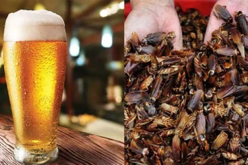 கரப்பான் பூச்சியிலிருந்து தயாராகும் பீர்: முகம்சுழிக்க வைக்கும் புகைப்படம்