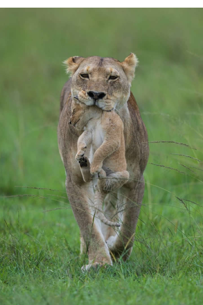 නිමක් නොවන දරු සෙනෙහසේ අරුමය කියන 