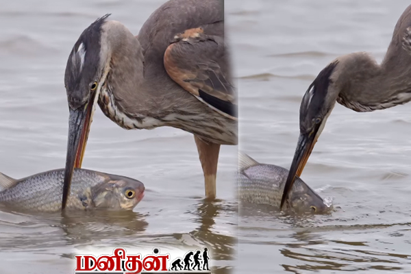 heron hunt huge fish