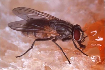 வீட்டில் ஈ தொல்லை அதிகமாக இருக்கின்றதா? ஒட ஓட விரட்டும் ஸ்பிரே இதோ