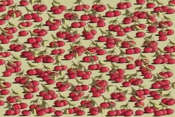 செரிப்பழ கூட்டத்தினுள் மறைந்திருக்கும் தக்காளியை பத்து நொடிக்குள் கண்டுபிடியுங்கள்