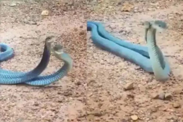 பின்னிப் பிணைந்து நடனமாடி காதலை வெளிப்படுத்திய பாம்புகள்: வைரலாகும் காட்சி