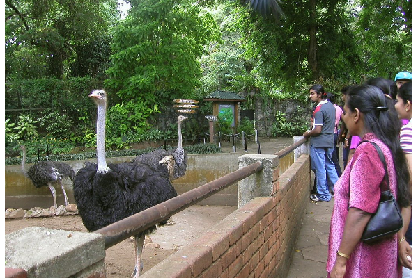 இலங்கையில் சிங்கம் புலிகளுக்கும் கூட  உணவில்லை | Even The Lion And Tiger In Sri Lanka Have No Food