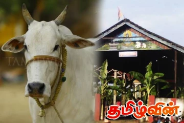 உருத்திரபுர சிவன் ஆலய பசுக்கள் இறைச்சிக்காக விற்பனை: அறங்காவலர் சபை குற்றச்சாட்டு