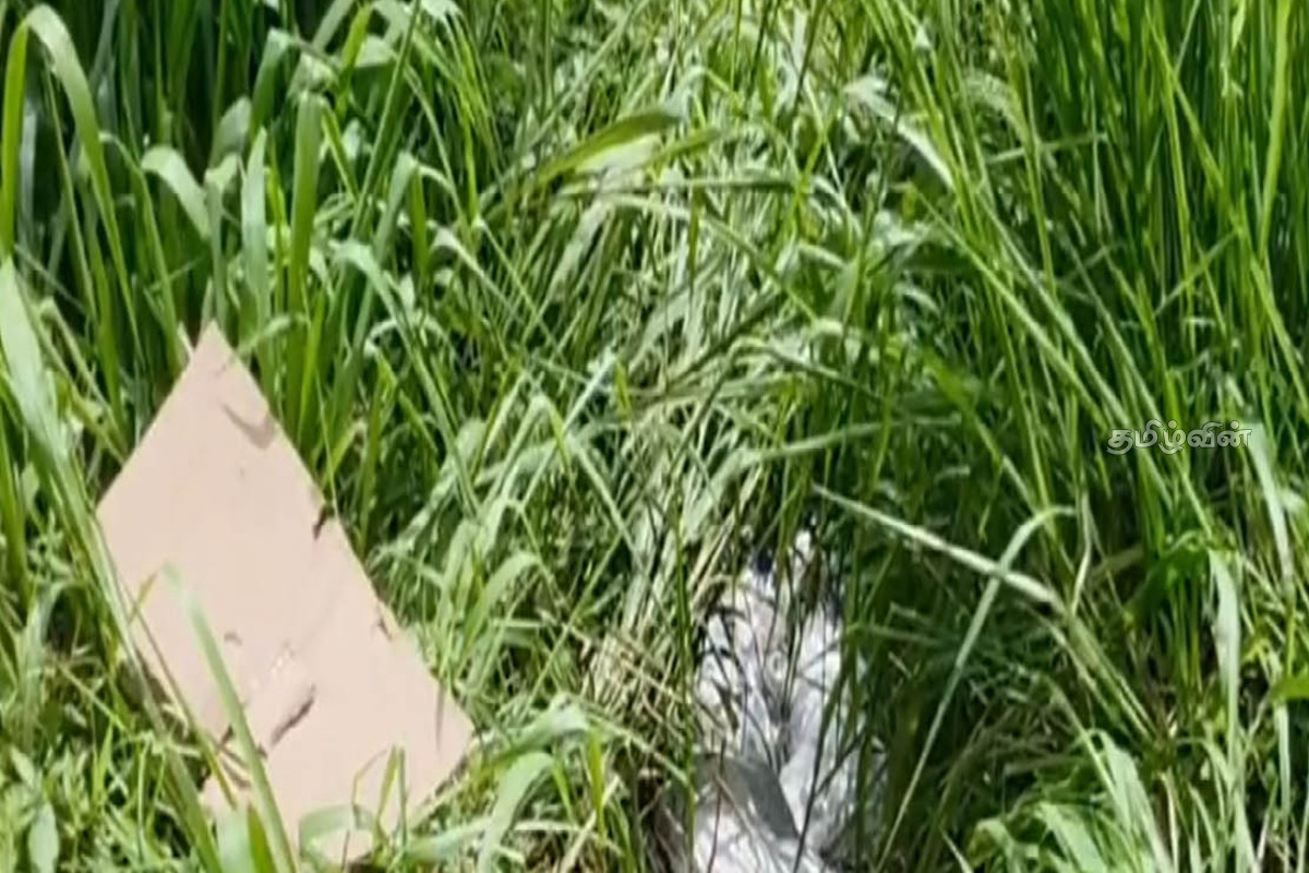 தோட்டப்பகுதிகளில் நகர குப்பைகள் கொட்டப்பட்டதாக குற்றச்சாட்டு - சிசிடிவியில் சிக்கிய நகர சபை ஊழியர்கள் | Municipal Council Employees Caught On Cctv
