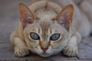 බළලෙක් නිසා ගුරුවරියකට සිදු වූ අරුම පුදුම දේ..