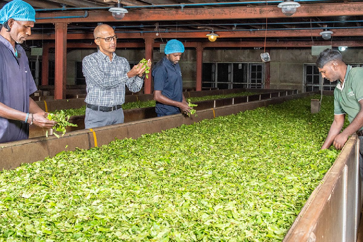 தேயிலை ஏற்றுமதியில் ஏற்பட்ட பாரிய வீழ்ச்சி.... | Tea Exporters In Sri Lanka தேயிலை ஏற்றுமதியில் ஏற்பட்ட பாரிய வீழ்ச்சி.... | Tea Exporters In Sri Lanka