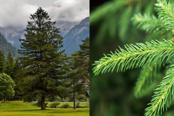 gold from norway spruce trees
