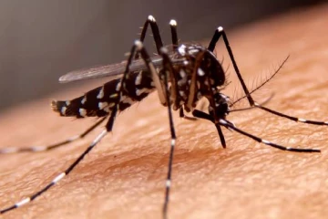 கர்ப்பிணிகளை தாக்கும் ஜிகா வைரஸ் காய்ச்சல்.., எச்சரிக்கை விடுக்கும் இந்திய அரசு