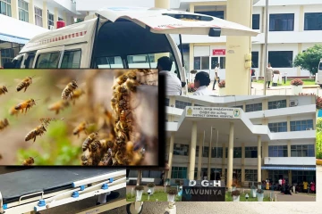 வவுனியாவில் குளவி கொட்டுக்கு இலக்காகிய மாணவர்கள் வைத்தியசாலையில் அனுமதி